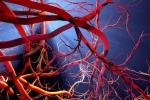 Blood Vessels Stretch health check, Blood Vessels Stretch updates, how far can blood vessels stretch if laid out end to end, Blood vessels stretch