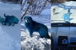 blue dogs, dogs, bright blue stray dogs found in russia, Smurfs 2