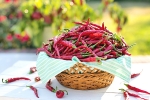 chili to burn fat, chili powder weight loss, chili peppers help burn away the fat, Purdue university