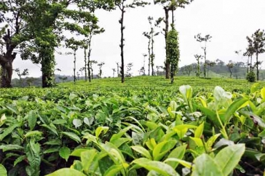 Coorg: The Coffee Capital of India Coorg: The Coffee Capital of India