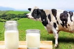 Cow Milk Protein breaking, Cow Milk Protein, can cow milk protein lead to type 1 diabetes, Cow milk protein