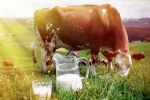 Cow Milk price, Cow Milk advantages, ten health benefits of consuming cow milk, Calorie intake