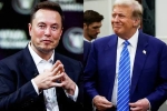 Elon Musk, Elon Musk and Donald Trump support, elon musk s big bet on donald trump, Nelson