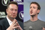 Elon Musk Vs Mark Zuckerberg updates, Elon Musk Vs Mark Zuckerberg updates, elon musk vs mark zuckerberg rivalry, Walrus