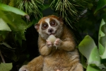 Red list, Red list, cute but deadly the critically endangered slow lorises, Endandgered species