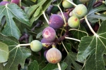 Figs vegetarian, Figs health benefits, are figs really vegetarian or non vegetarian, My wings