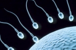 Sperm Count, Super Foods To Improve Sperm Count, 8 super foods to improve sperm count, Bromelain