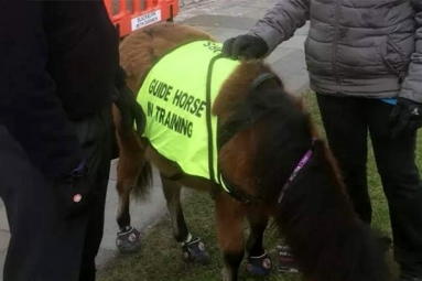 Indian-Origin Man with Eye-Condition to Get Guide Horse in UK