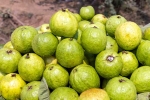 Guava articles, Guava health tips, who should be careful with guava, Patients