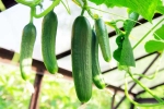 Cucumber growth, Cucumber, hack to grow cucumber is going viral for all the right reasons, Creativity