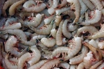 fish, Indian, indian shrimp faces threat of ban in u s, Al hilal