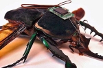 Robotized Cockroaches articles, Robotized Cockroaches breaking news, insects robotized to hunt for survivors in a collapsed building, Robotized cockroaches