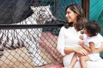 Klin Kaara pictures, Klin Kaara breaking news, klin kaara meets her namesake tigress on second birthday, Game changer