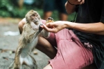 Monkey Bite experts, Monkey Bite medication, what to do after a monkey bite, Animal