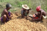 how do potatoes grow, pepsico sue potato farmers, pepsico case potato farmers in gujarat seek compensation for harassment, Fringe