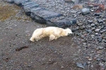 Polar Bear In Iceland, Polar Bear In Iceland, polar bear appears in iceland for the first time in 8 years, Scientists