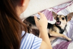 Rabies symptoms, Rabies bites, why is rabies deadly what to do after a bite, Guru