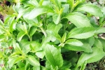 Stevia for blood sugar, Stevia for blood sugar, is consuming stevia bad for blood sugar levels, Poo Stevia for blood sugar, Stevia for blood sugar, is consuming stevia bad for blood sugar levels, Poo