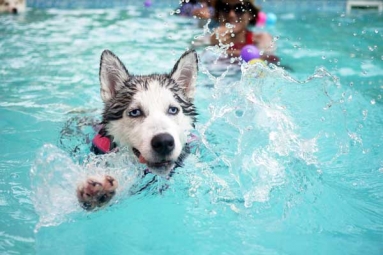 How can swimming boost your Dog’s Fitness?