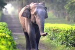 unique identification number, elephants, tamed elephants in india to get unique identification numbers like aadhar, Uttarakhand