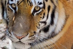 bronx zoo, nadia, bronx zoo tiger nadia the first animal tested positive for covid 19, Cats