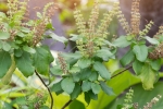 tulsi for skin benefits, tulsi for hair fall, tulsi for skin how this indian herb helps in making your skin acne free glowing, Scabies