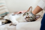 United states, coronavirus, two pet cats in new york test positive for covid 19, Cats