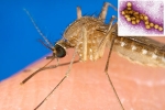 West Nile Virus news, West Nile Virus latest, russia warns of west nile virus, Autumn