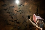 Wuhan CDC latest, Wuhan CDC study, a sensational video of scientists of wuhan cdc collecting samples in bat caves, Wuhan cdc