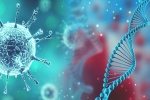 researchers, D614G, all you need to know about d614g a dangerous mutation of sars cov2, Reinfection