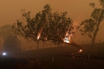 Australia, wildlife, australia fires warnings of huge blazes ahead despite raining, Food bank