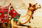 Camel Milk medicine, Camel Milk latest updates, benefits and side effects of camel milk, Raj and dk Camel Milk medicine, Camel Milk latest updates, benefits and side effects of camel milk, Raj and dk