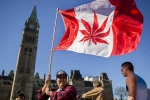 Senate, Senate, canada senate legalizes recreational marijuana, Marijuana