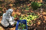 Mango, Karnataka, nipah effect mango growers in karnataka faces tough time in export, Nipah effect