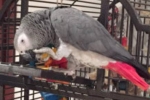 Dubai man, reward for parrot, dh5 000 reward to find missing parrot, Distraught